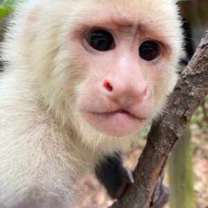 Monkey