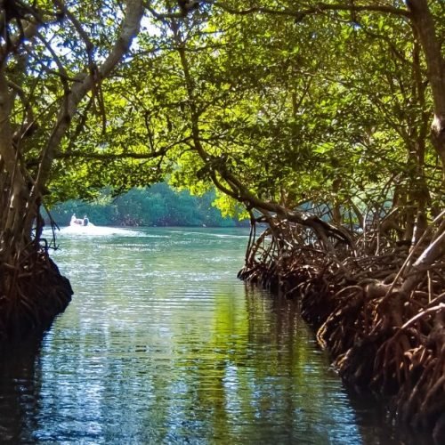 Mangrove Tour Picture of the Mangrove Tunnel